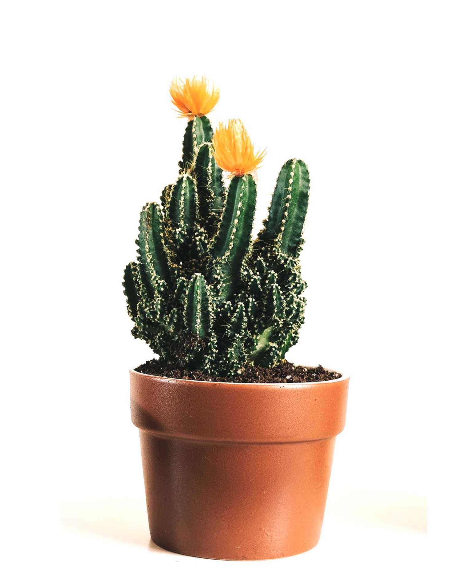 Cactus2