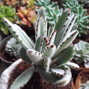 Chocolate Soldier/Kalanchoe tomentosa