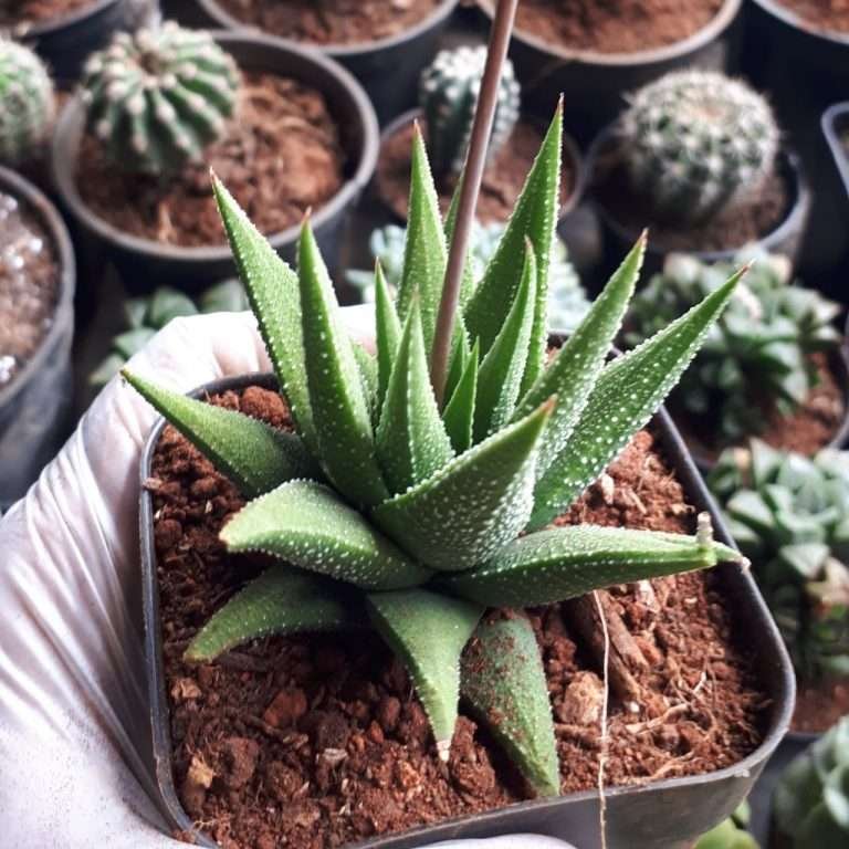 Haworthia aloe spiky – Succulent Gallery