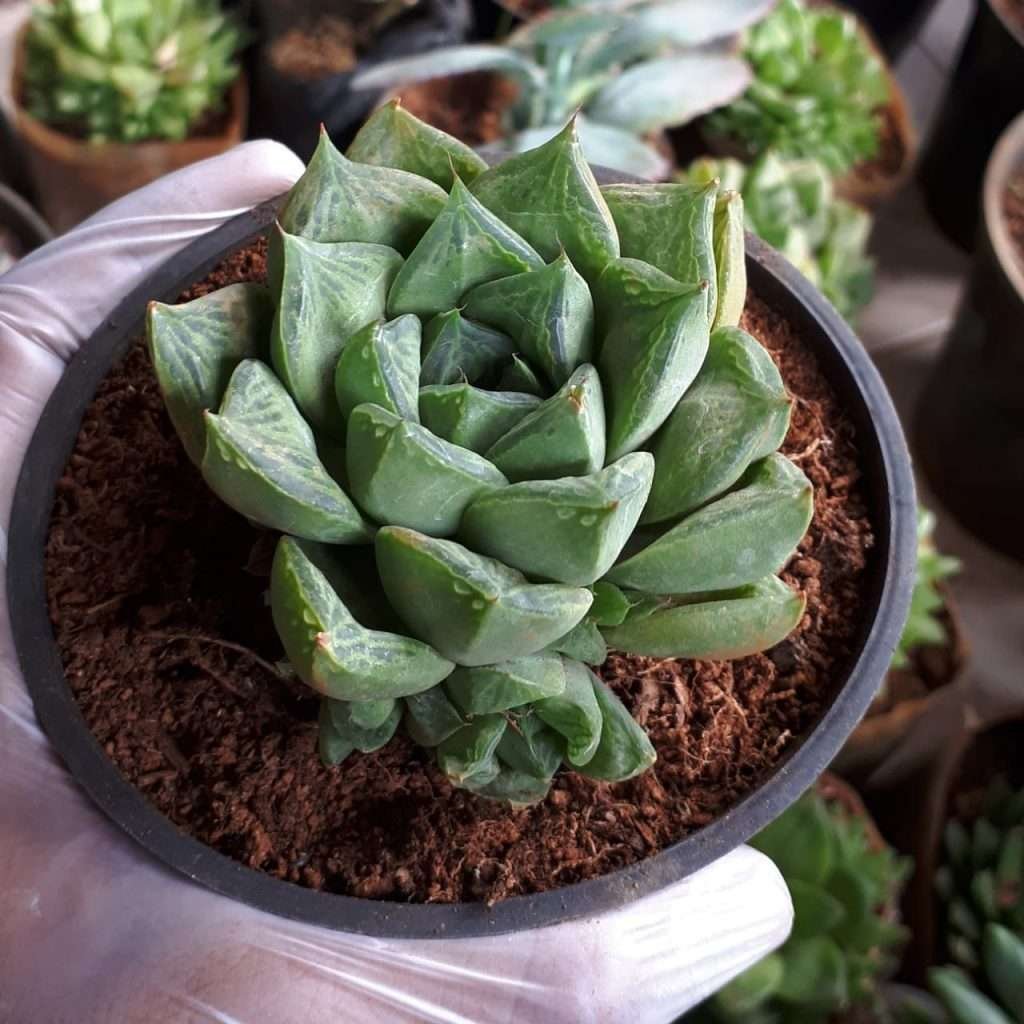 Haworthia aloe spiky – Succulent Gallery