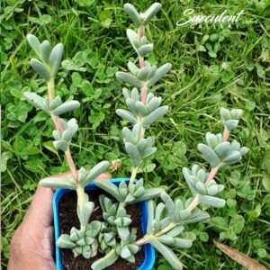 Ice plant /  Corpuscularia lehmannii