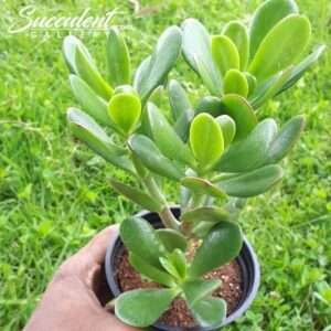 Jade Plant Sale!