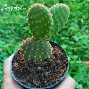 bunny Ear Cactus -Red