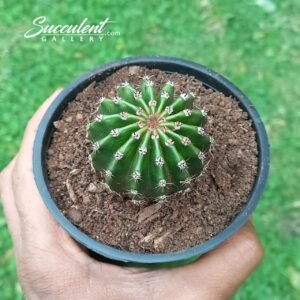 Ball Cactus/echinopsis tubiflora