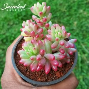 Sedum Rubrotinctum Aurora-Pink Jelly Beans