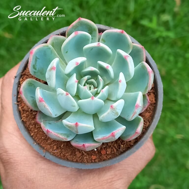 echeveria chihuahuaensis