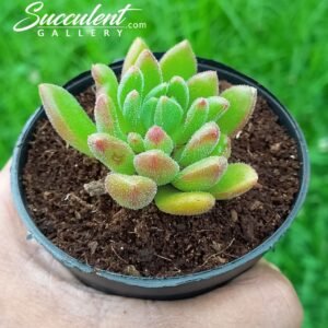 Echeveria setosa Small