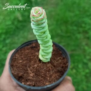 Crassula marnieriana ‘worm plant’