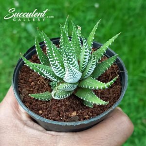 Haworthia zeebra