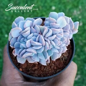 cubic frost crested