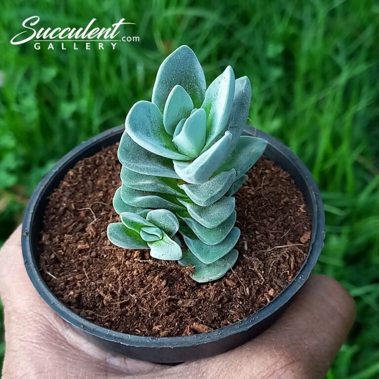 Crassula 'Ivory Tower'