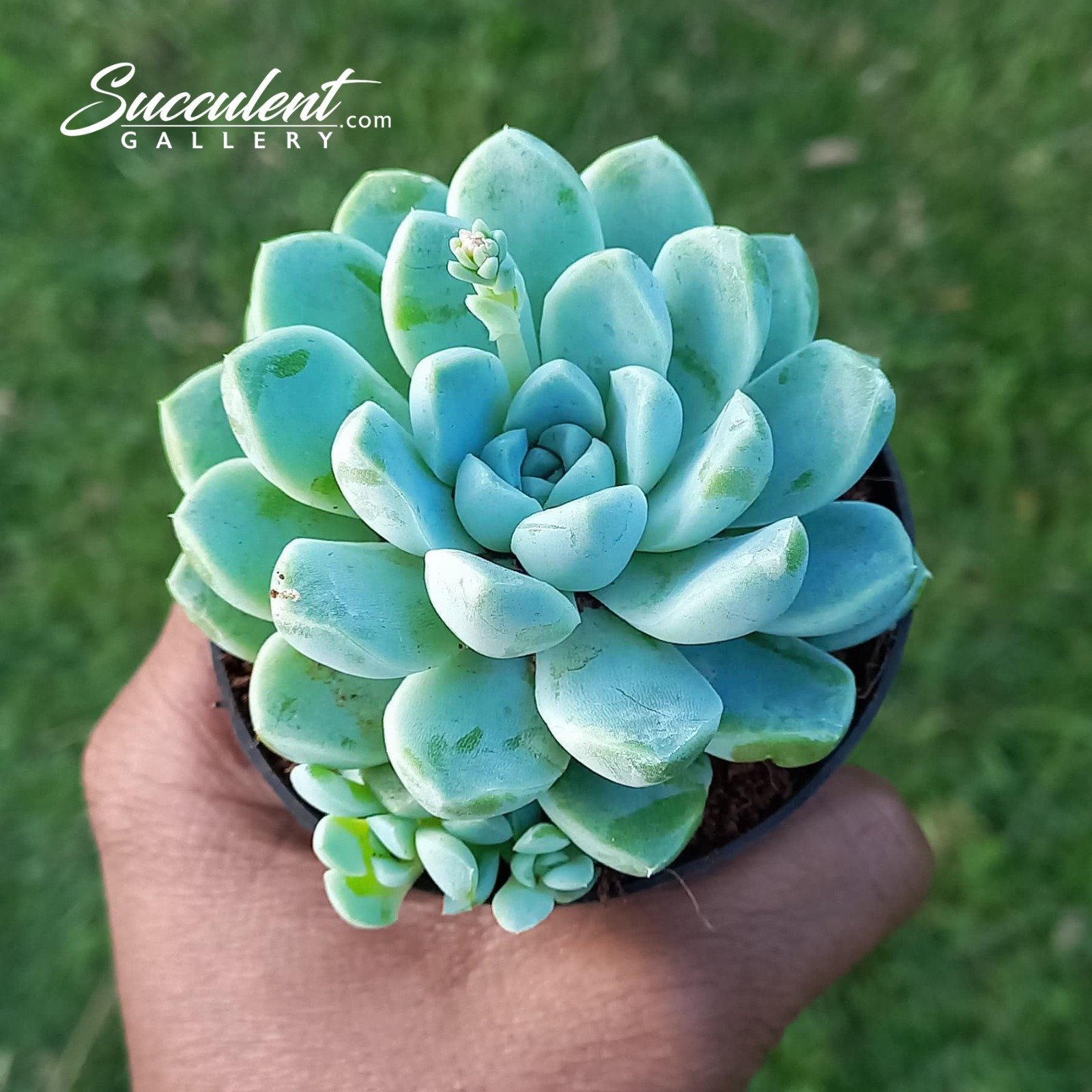 Echeveria Albicans Succulent Gallery