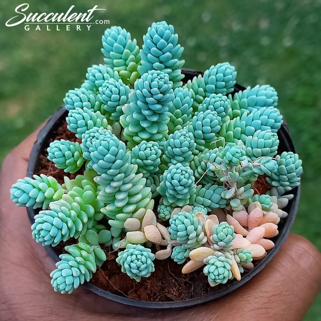 sedum-dasyphyllum-major-succulent-gallery