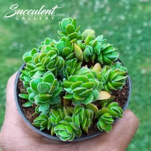 Crassula lanuginosa