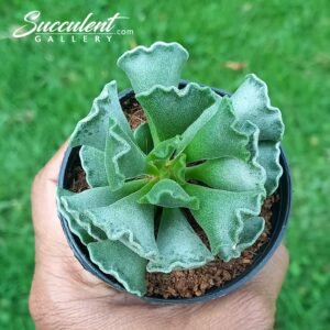 Adromischus cristatus  -Crinkle-Leaf Plant