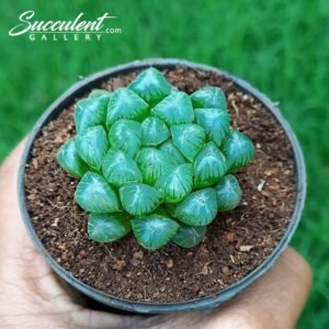 Haworthia ‘Pan’s Ice Lantern’