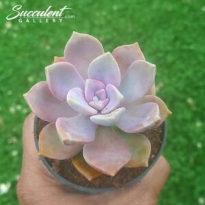 Graptopetulum ‘purple delight’