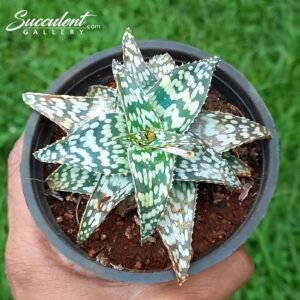 Snowflake Aloe ‘Aloe Rauhii’ Big