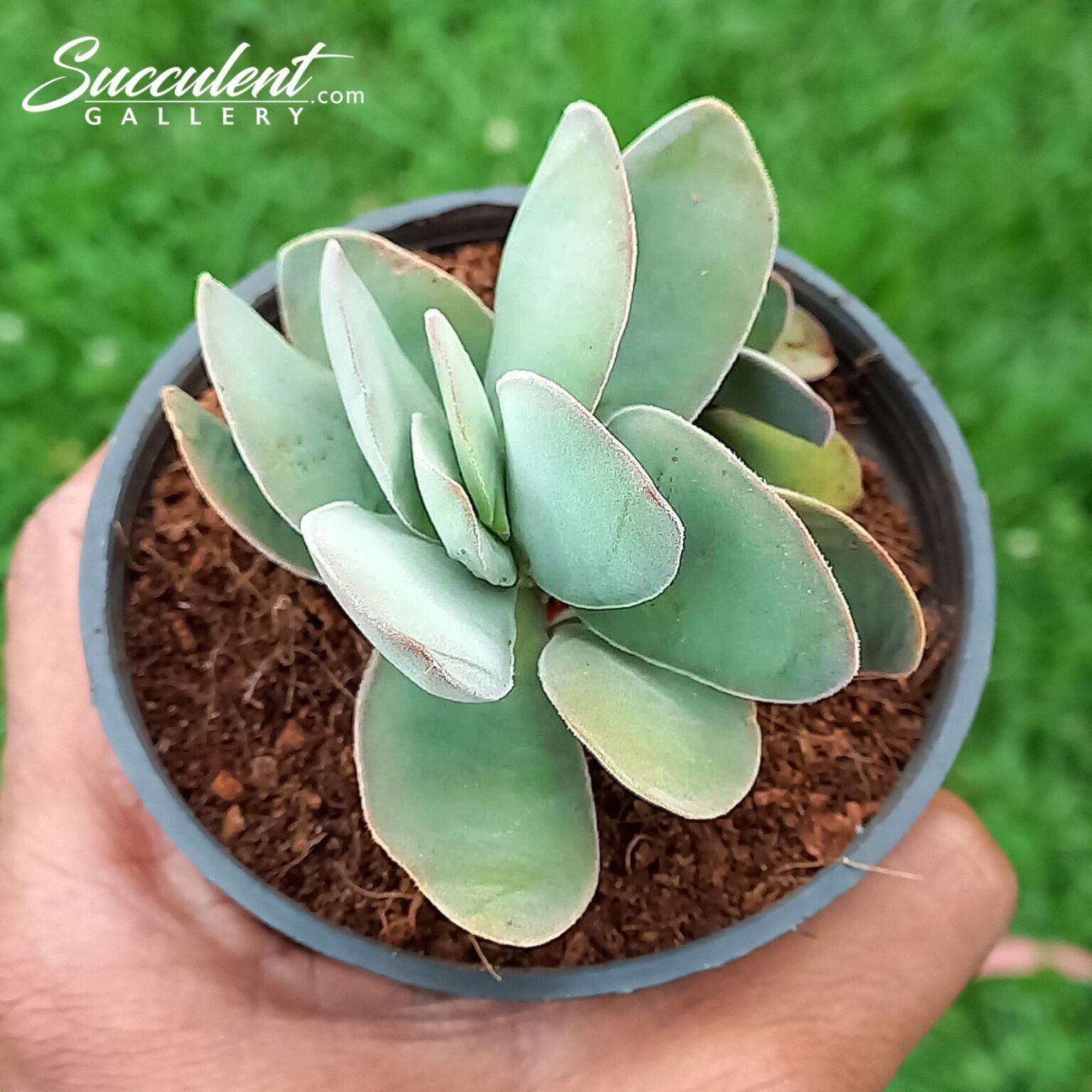Crassula Dubia Succulent Gallery