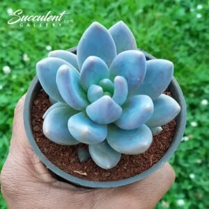 Pachyveria ‘Blue Mist’