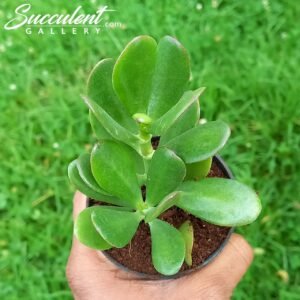 Jade plant’ Crassula ovata’
