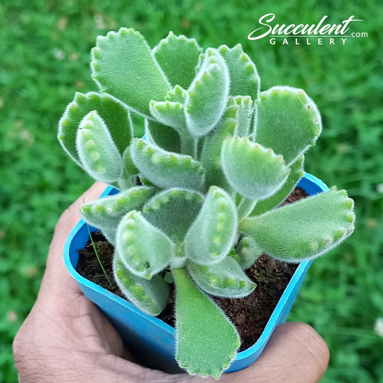 Bear paw plant small bunch - Succulent Gallery