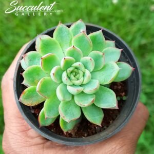 Echeveria starliet Sale!