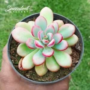 Graptoveria torres Big