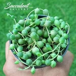 String of pearls Sale