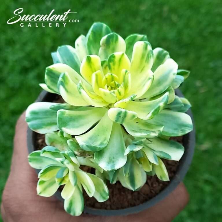 Aeonium castello-paivae ‘Harry Mak’
