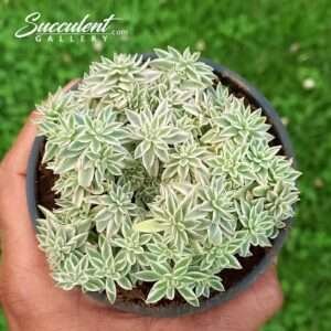 Sedum lineare 'Variegatum'