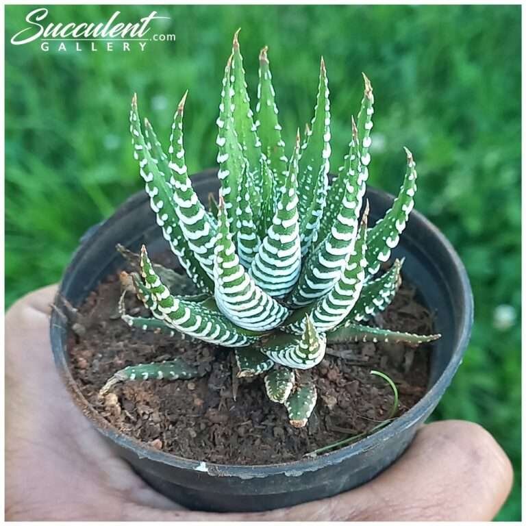 Haworthia zeebra