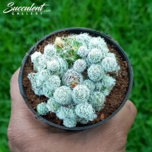 Mammillaria vetula bunch Sale