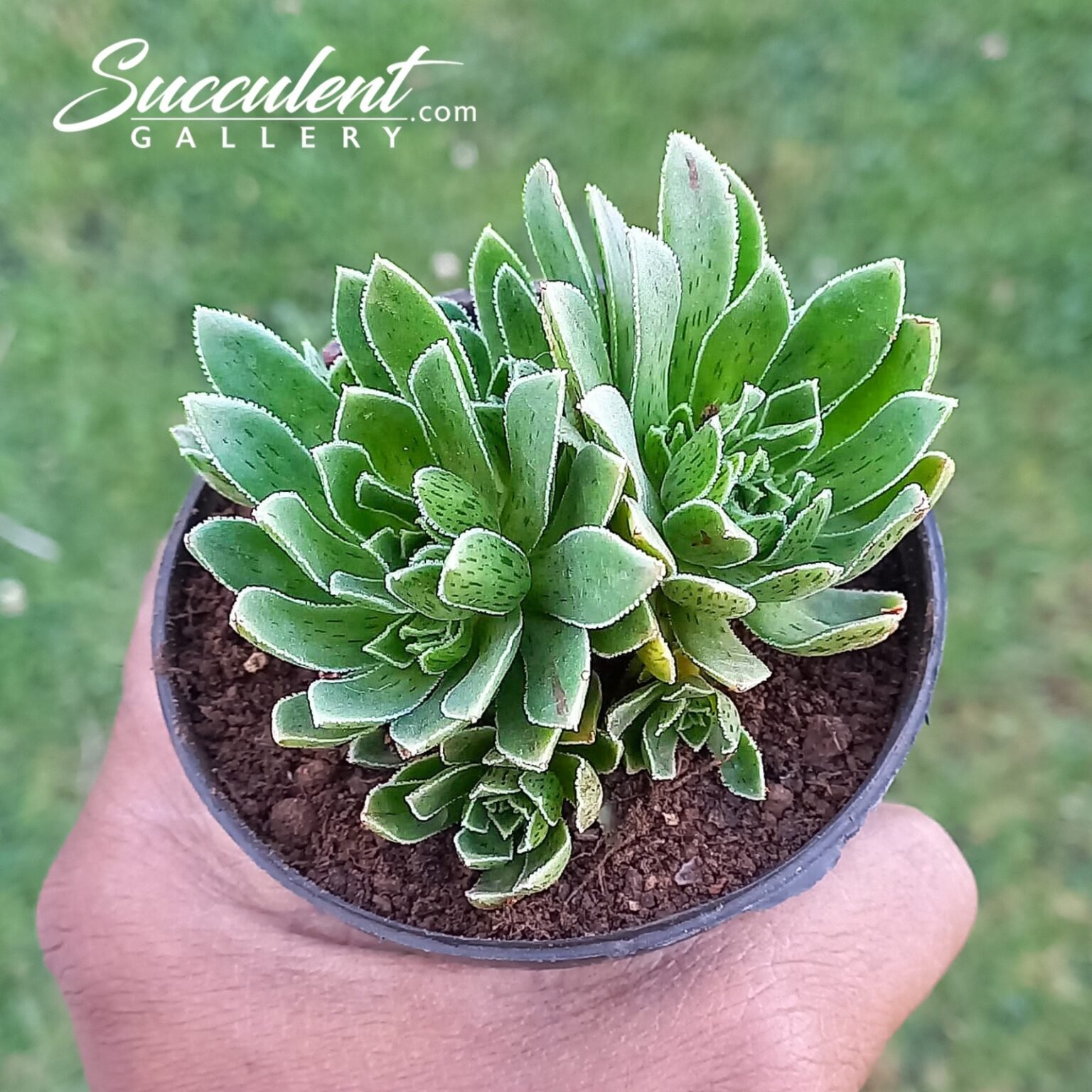 Aeonium Silver Edge Succulent Gallery aeonium-silver-edge-succulent-gallery