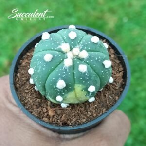 Astrophytum Asterias Slight variegation