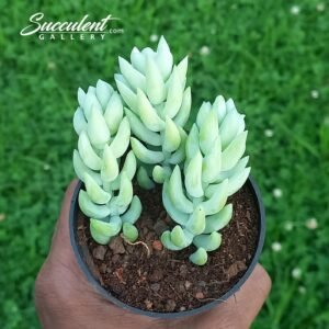 Burro’s tail ‘Sedum morganianum’