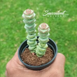 Crassula marnieriana