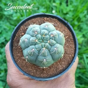 Gymnocalycium baldianum