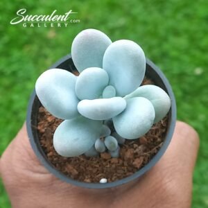 Moon stone  Single plant