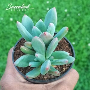 Pachyveria Draco multi head