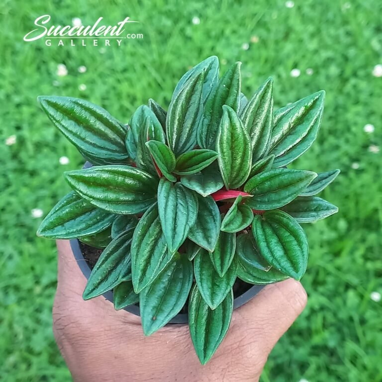 Peperomia 'Rosso' (Radiator Plant)