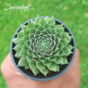 Sempervivum bunny girl Sale!