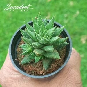 Haworthia kingiana Sale!