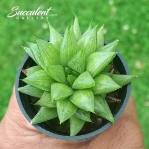 haworthia mucronata