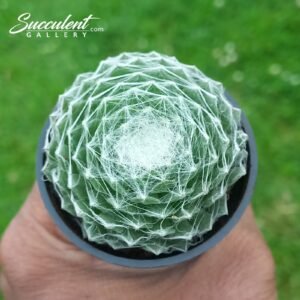 Sempervivum ‘cobweb’