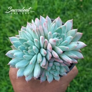 Echeveria blue multihead