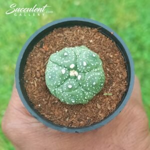 Astrophytum Kikko Lizard Skin