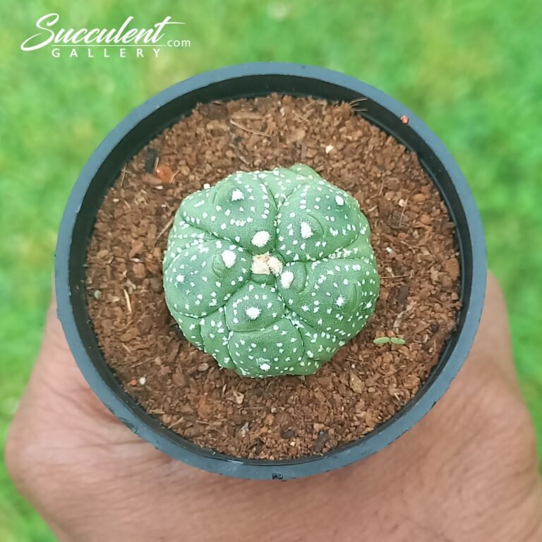 Astrophytum Kikko Lizard Skin