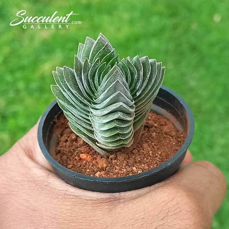 Crassula buddha temple