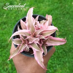 Cryptanthus Bromeliads (Earth Stars)